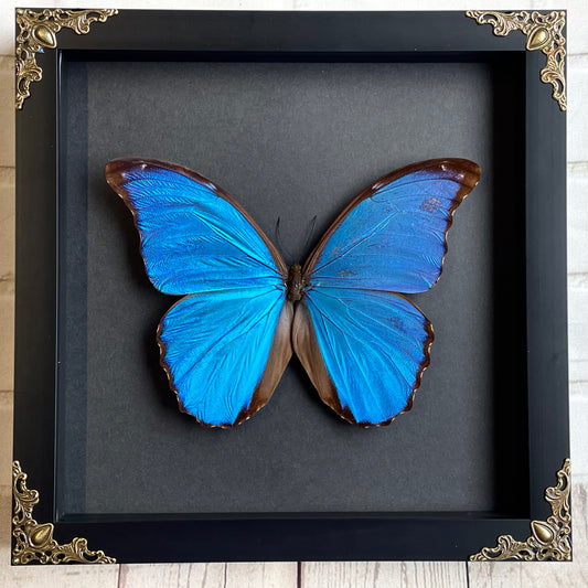 Giant Blue Morpho Butterfly (Morpho didius) Baroque Style Deep Shadow Box Frame Display Insect Bug