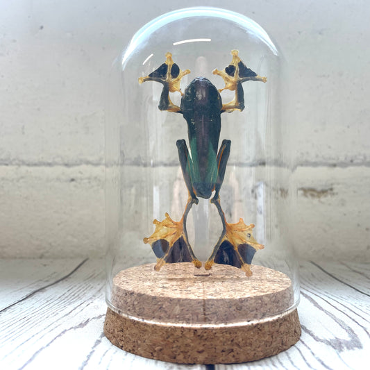 Green Flying Frog (Rhacophorus reinwardtii) in Glass Bell Cloche Dome Display Jar Insect