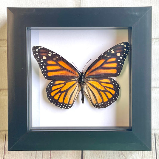 The Monarch Butterfly (Danaus plexippus) Deep Shadow Box Frame Display Insect Bug
