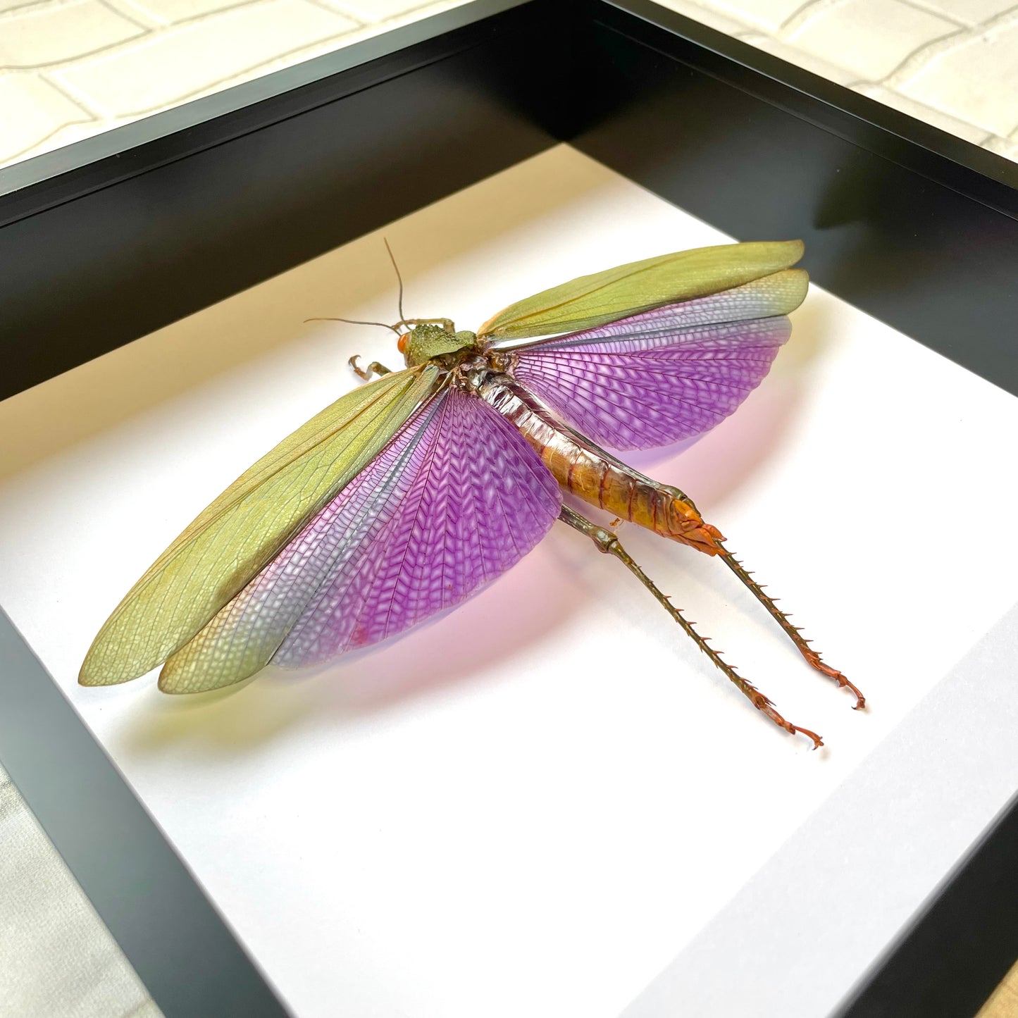 Huge Purple Grasshopper (Titanacris albipes) Female Deep Shadow Box Frame Display Insect Bug