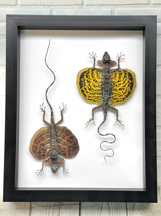 Bearded Flying Dragon Lizard Pair (Draco haematopogon) - Deep Shadow Box Frame Display Insect Bug