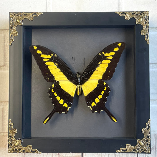 King Swallowtail Butterfly (Papilio thoas cinyras) Baroque Style Deep Shadow Box Frame Display Insect