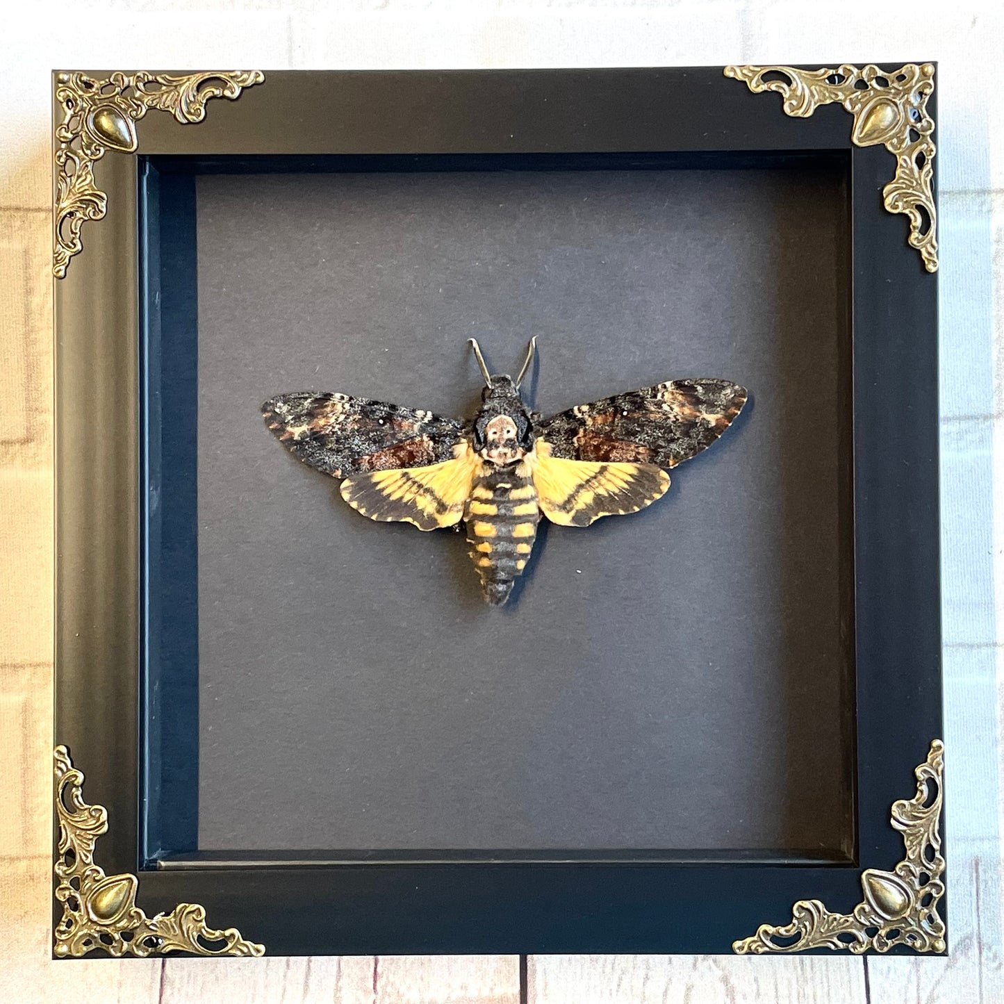Death's Head Hawk Moth (Acherontia atropos) in Deep Baroque Style Shadow Box Frame Display