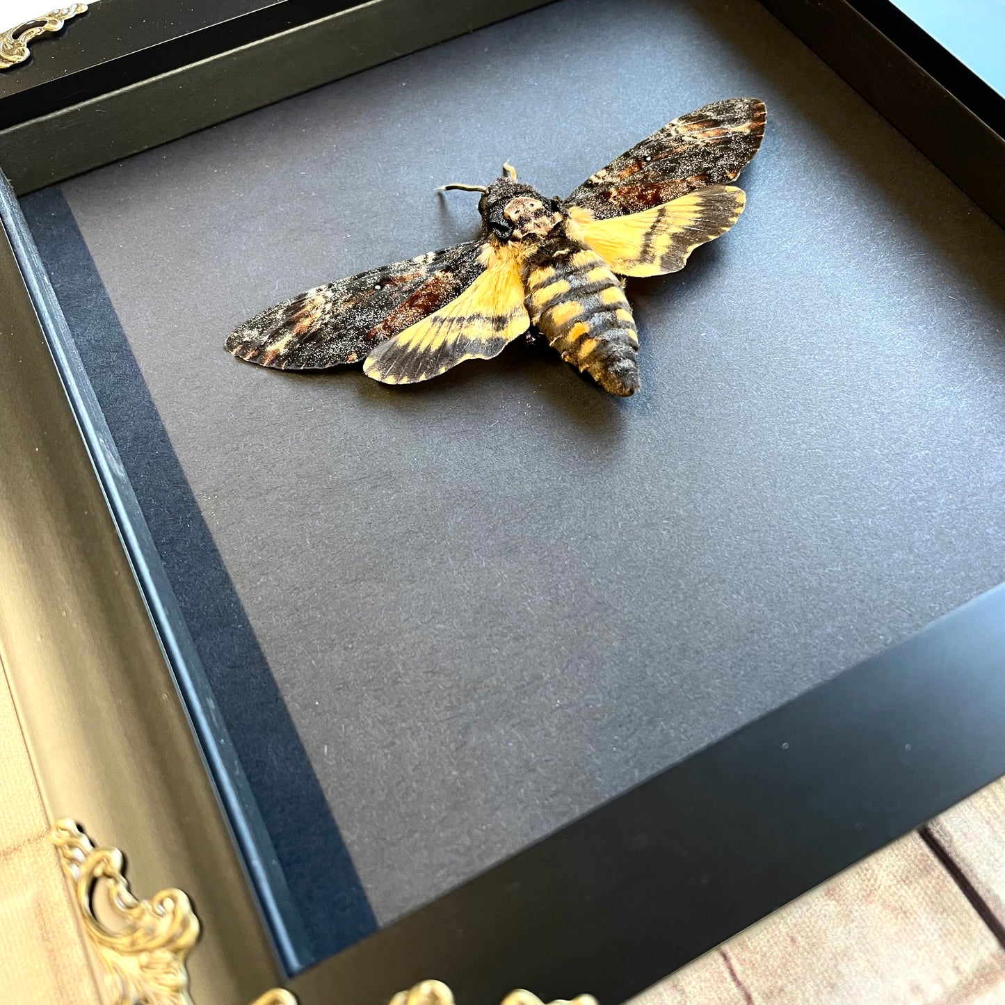 Death's Head Hawk Moth (Acherontia atropos) in Deep Baroque Style Shadow Box Frame Display