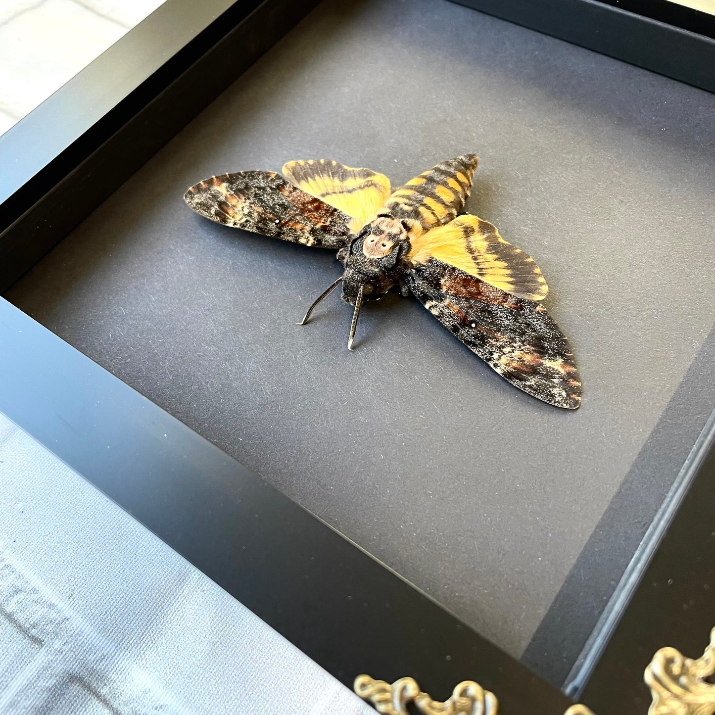 Death's Head Hawk Moth (Acherontia atropos) in Deep Baroque Style Shadow Box Frame Display