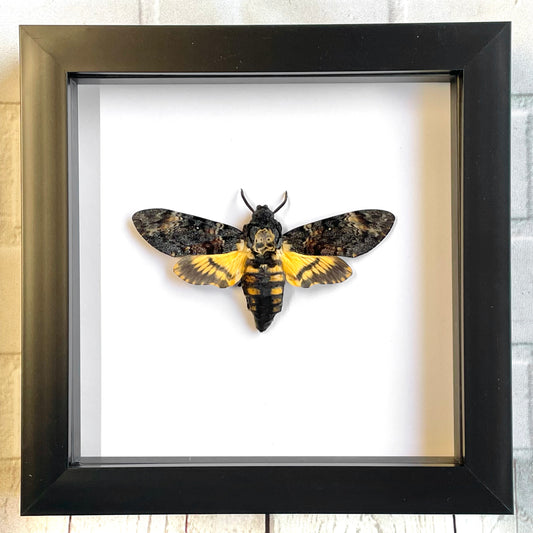 Death's Head Hawk Moth (Acherontia atropos) Deep Shadow Box Frame Display Insect Bug