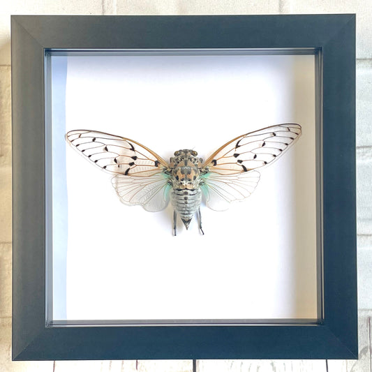 White Ghost Cicada (Ayuthia spectabilis) Shadow Box Frame Display Beetle Bug Insect