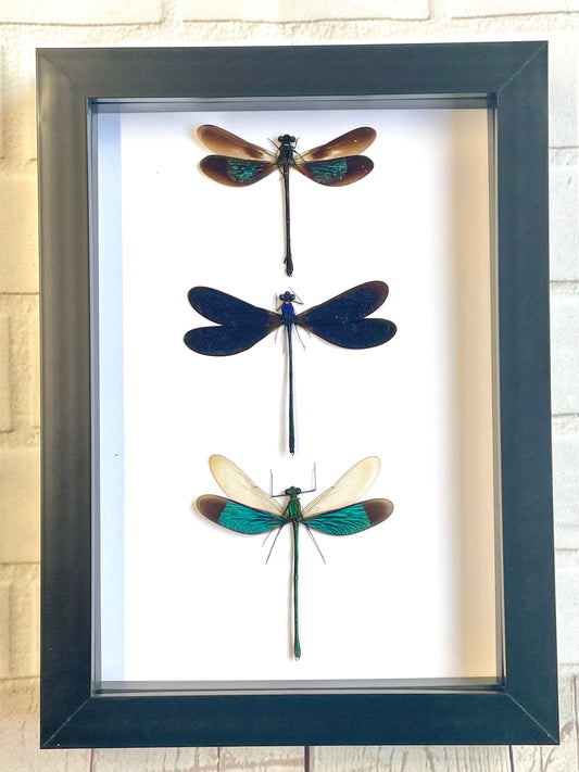 3 x Damselfly Dragonfly Deep Shadow Box Frame Display Insect Bug