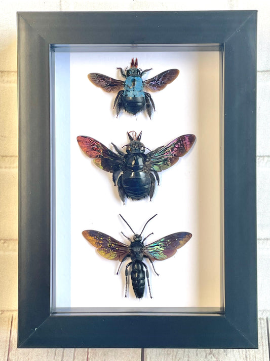 Hymenoptera Collection Giant Scoliid Wasp Blue Carpenter Bee Deep Shadow Box Frame Display Insect Bug