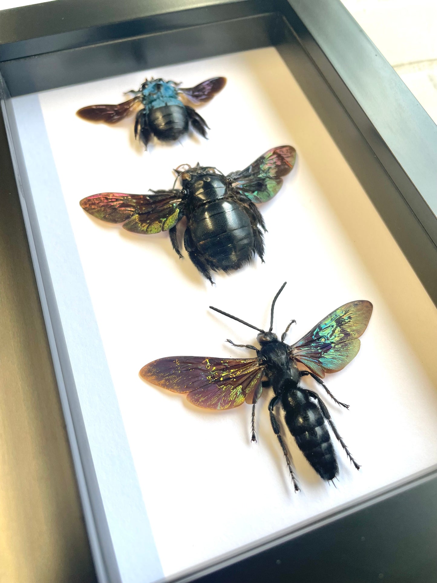 Hymenoptera Collection Giant Scoliid Wasp Blue Carpenter Bee Deep Shadow Box Frame Display Insect Bug