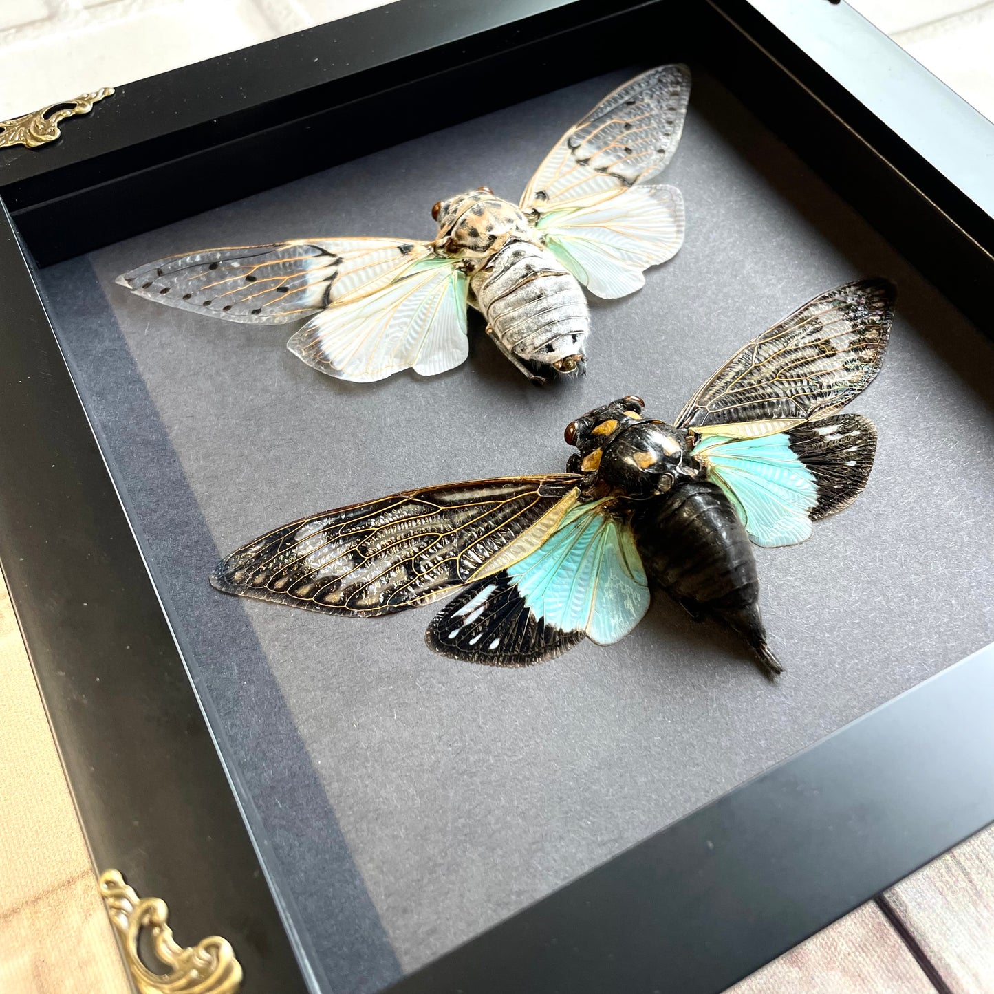 Cicada Pair White Ghost + Turquoise Wing in Deep Baroque Style Shadow Box Frame Display