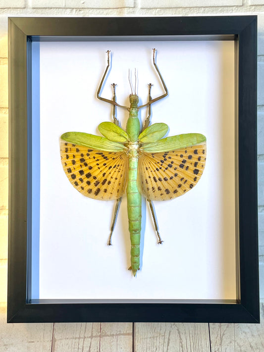 Giant Golden Stick Insect (Paracyphocrania major) Deep Shadow Box Frame Display Beetle Insect Bug