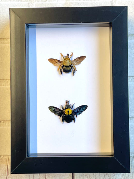 Carpenter Bee Pair (Xylocopa confusa) Deep Shadow Box Frame Display Insect Bug
