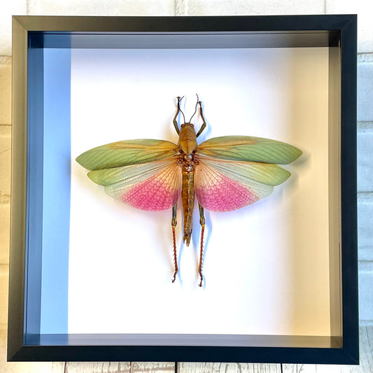 Pink Grasshopper (Lophacris cristata) Female Deep Shadow Box Frame Display Beetle Insect Bug