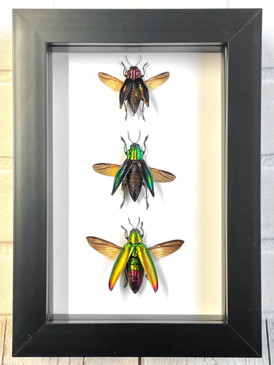 3 x Jewel Beetle Collection Buprestidae Deep Shadow Box Frame Display Insect Bug