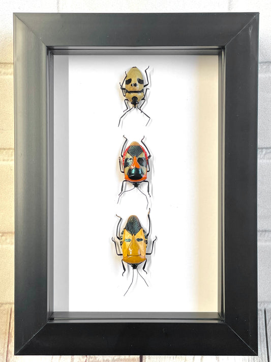 3 x Man Faced Stink Bug Collection Deep Shadow Box Frame Display Insect Bug