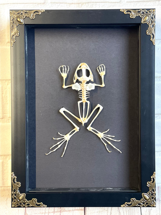 Asian Rice Field Frog (Fejervarya limnocharis) Skeleton in Baroque Style Deep Shadow Box Frame Display