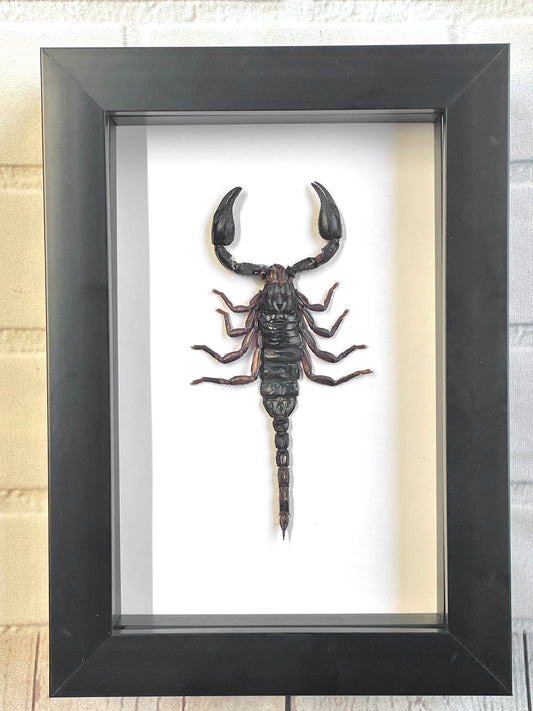 Forest Scorpion (Heterometrus laoticus) Deep Shadow Box Frame Display Insect Bug