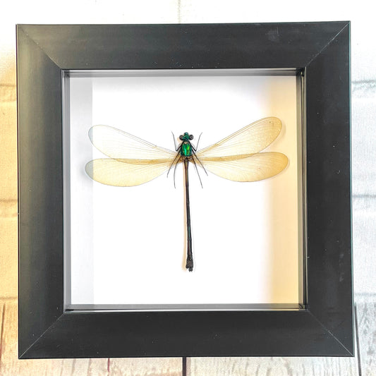Broad Wing Damselfly (Vestalis luctuosa) Female Deep Shadow Box Frame Display Insect Dragonfly