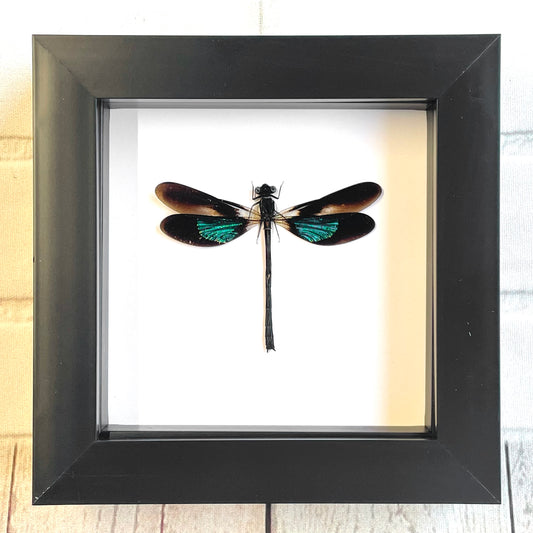 Metallic Gossamer Wing Damselfly (Euphaea variegata) Deep Shadow Box Frame Display Insect Dragonfly