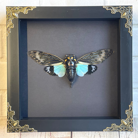 Turquoise Wing Cicada (Tosena splendida) in Deep Baroque Style Shadow Box Frame Display