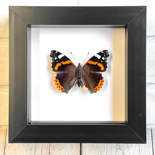 The Red Admiral Butterfly (Vanessa atalanta) British Butterfly Deep Shadow Box Frame Display Beetle Insect Bug