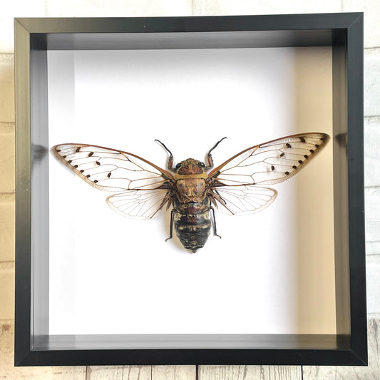 Giant Cicada (Megapomponia merula) Deep Shadow Box Frame Display Insect Bug