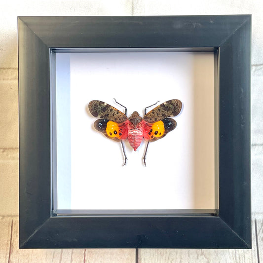 Borneo Lantern Fly (Penthicodes farinosa) Cicada Shadow Box Frame Display Insect