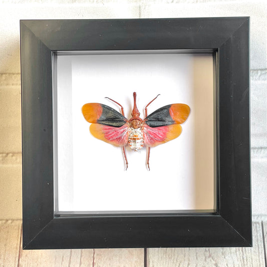 Red Nose Lantern Fly (Pyrops detanii) Cicada Shadow Box Frame Display Insect