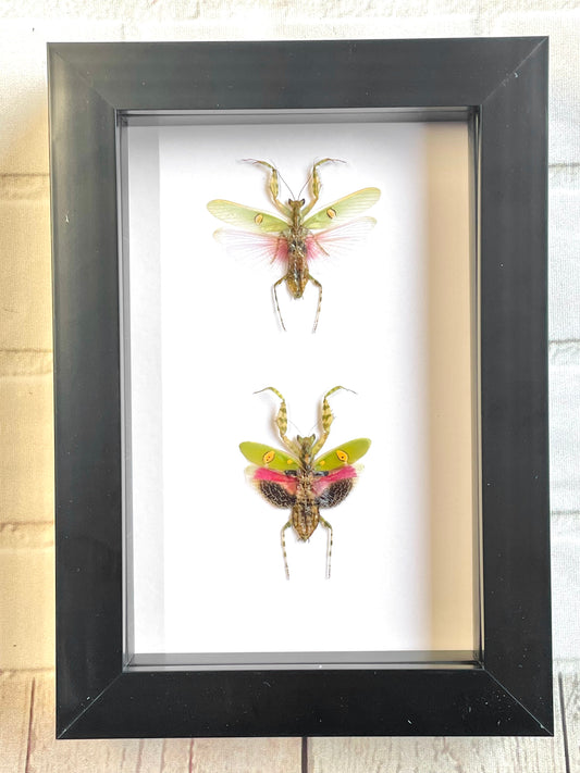 Jewelled Flower Mantis Pair (Creobroter gemmatus) Deep Shadow Box Frame Display Beetle Insect Bug