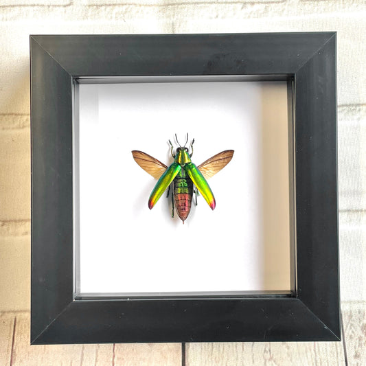 Fulminan's Jewel Beetle (Chrysochroa fulminans) Deep Shadow Box Frame Display Insect Bug