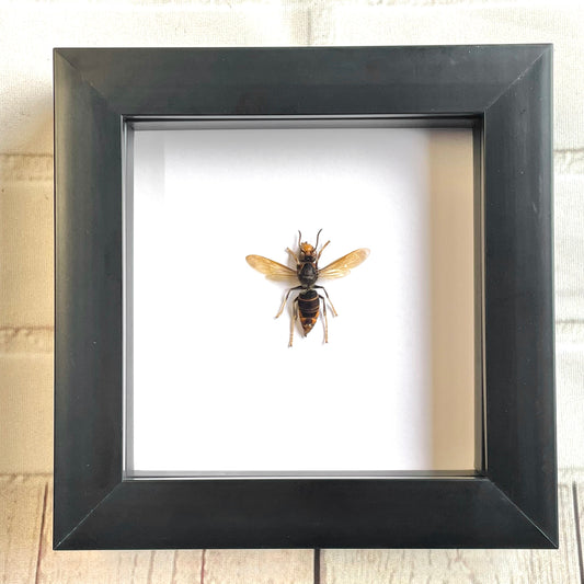 The Asian Hornet (Vespa velutina) Wasp Bee Deep Shadow Box Frame Display Insect Bug