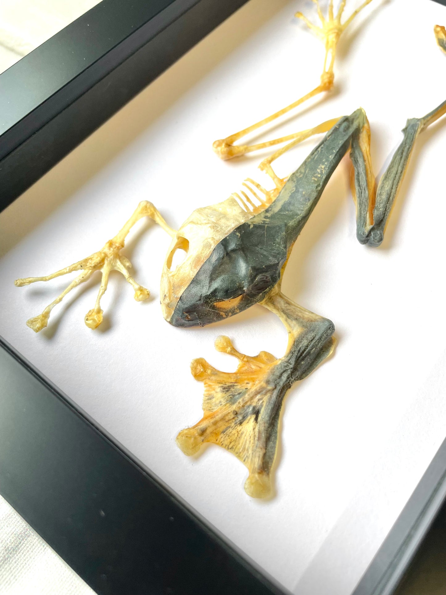 Green Flying Tree Frog (Rhacophorus reinwardtii) Half Skeleton Deep Shadow Box Frame Display Insect Bug