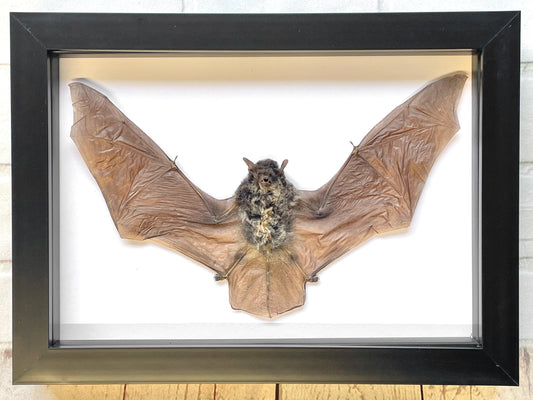 The Java Pipistrelle Bat (Pipistrellus javanicus) Deep Shadow Box Frame Display Insect Bug