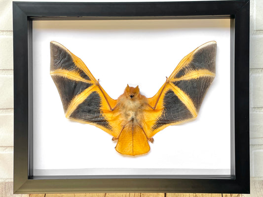 The Painted Bat (Kerivoula picta) Deep Shadow Box Frame Display Insect Taxidermy
