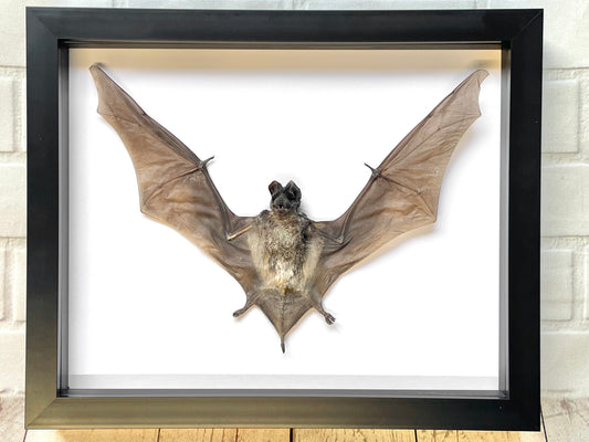 The Javan Mastiff Bat (Otomops formosus) Deep Shadow Box Frame Display Insect Taxidermy