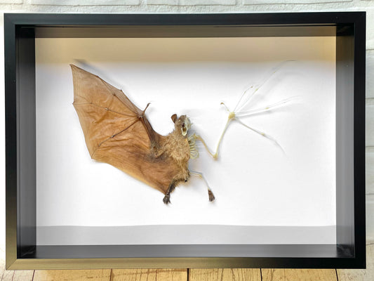 Long Tongued Nectar Bat (Macroglossus minimus) Half Skeleton Deep Shadow Box Frame Display Insect Taxidermy