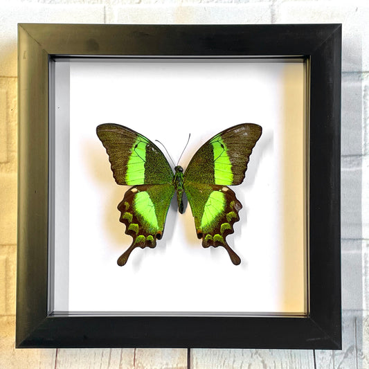 The Emerald Peacock Butterfly (Papilio palinurus) Deep Shadow Box Frame Display Insect Bug