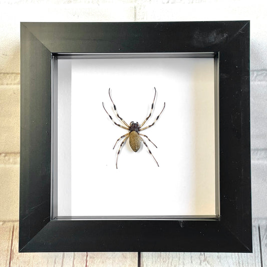 Stipe Legged Orb Spider (Araneidae sp.) in Deep Shadow Box Frame Display