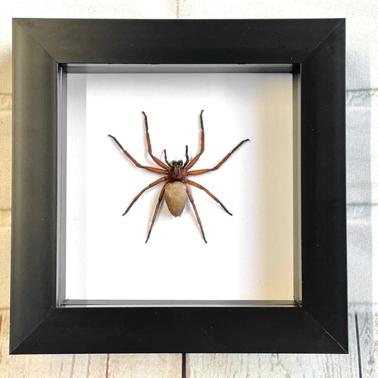 The Huntsman Spider (Heteropoda venatoria) Female in Deep Shadow Box Frame Display