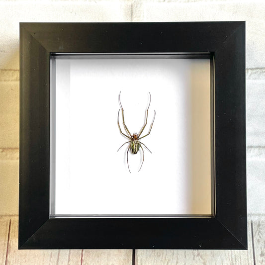 Indo Orb Spider (Araneidae sp.) in Deep Shadow Box Frame Display