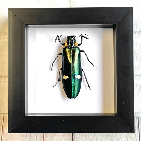 Giant Jewel Beetle (Megaloxantha bicolor) Deep Shadow Box Frame Display Insect Bug
