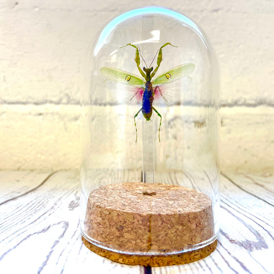 Jewelled Flower Mantis (Creobroter gemmatus) Male in Glass Bell Cloche Dome Display Jar Insect
