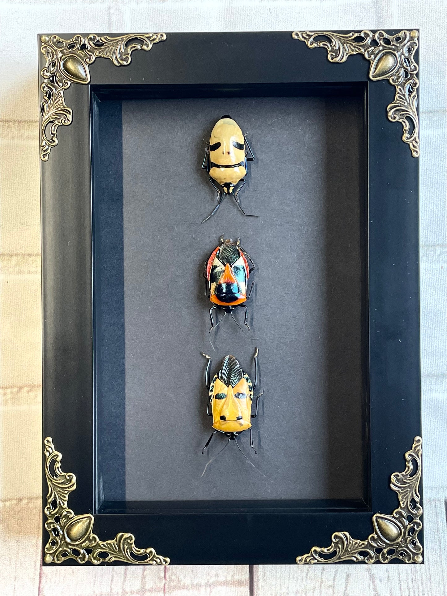 3 Death's Head Stink Bug Collection Man Face in Baroque Style Deep Shadow Box Frame Display Insect Bug Black
