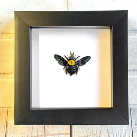 The Yellow Spot Carpenter Bee (Xylocopa confusa) Deep Shadow Box Frame Display Insect Bug