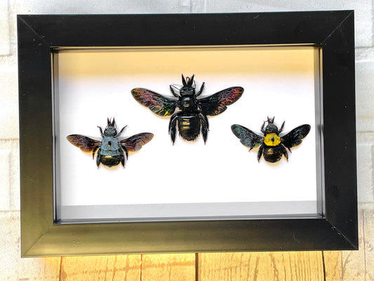 Carpenter Bee Collection Xylocopa caerulea latipes confusa Deep Shadow Box Frame Display Insect Bug