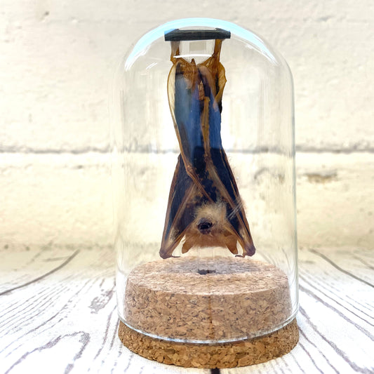 The Painted Bat (Kerivoula picta) Hanging Glass Bell Cloche Dome Display Jar