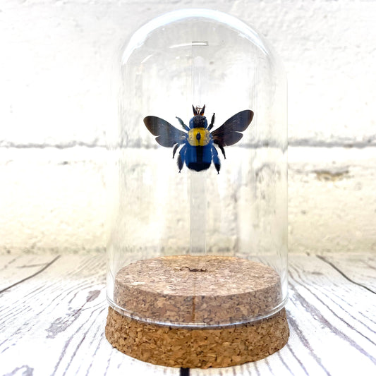 The Yellow Spot Carpenter Bee (Xylocopa confusa) Glass Bell Cloche Dome Display Jar Insect