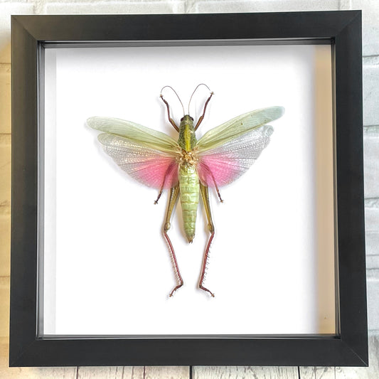 The Rosea Grasshopper (Chondracris rosea) Female Deep Shadow Box Frame Display Insect Bug
