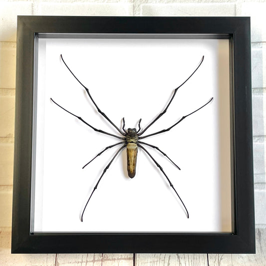 Giant Golden Orbweaver Spider (Nephila pilipes) Deep Shadow Box Frame Display Insect Bug